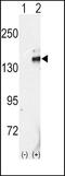 Ret Proto-Oncogene antibody, PA5-14724, Invitrogen Antibodies, Western Blot image 