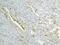 Annexin A3 antibody, A04796, Boster Biological Technology, Immunohistochemistry frozen image 