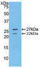Fibrillin 1 antibody, MBS2001816, MyBioSource, Western Blot image 