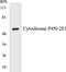 Cytochrome P450 Family 2 Subfamily E Member 1 antibody, LS-B12481, Lifespan Biosciences, Western Blot image 