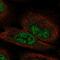 Fibroblast Growth Factor 12 antibody, PA5-67182, Invitrogen Antibodies, Immunofluorescence image 
