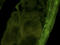 IKBKB Interacting Protein antibody, orb100026, Biorbyt, Immunofluorescence image 