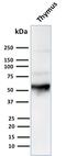 Keratin 10 antibody, GTX34623, GeneTex, Western Blot image 