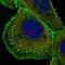 EF-Hand And Coiled-Coil Domain Containing 1 antibody, NBP2-14450, Novus Biologicals, Immunofluorescence image 
