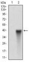 Thy-1 Cell Surface Antigen antibody, NBP2-37330, Novus Biologicals, Western Blot image 