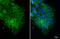 Tight Junction Protein 1 antibody, GTX108613, GeneTex, Immunofluorescence image 