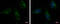 Acyl-CoA Thioesterase 9 antibody, GTX115724, GeneTex, Immunocytochemistry image 