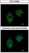 Methylenetetrahydrofolate Dehydrogenase (NADP+ Dependent) 2, Methenyltetrahydrofolate Cyclohydrolase antibody, GTX115482, GeneTex, Immunocytochemistry image 