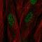 Chromosome 17 Open Reading Frame 107 antibody, PA5-64426, Invitrogen Antibodies, Immunofluorescence image 