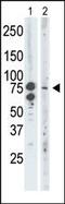 Bromodomain Containing 3 antibody, PA5-15298, Invitrogen Antibodies, Western Blot image 