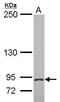 Multiple C2 And Transmembrane Domain Containing 2 antibody, GTX116602, GeneTex, Western Blot image 