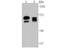 Autophagy Related 16 Like 1 antibody, NBP2-75413, Novus Biologicals, Western Blot image 