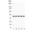 Oxidized Low Density Lipoprotein Receptor 1 antibody, R30931, NSJ Bioreagents, Western Blot image 