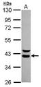 WD repeat-containing protein 74 antibody, GTX119013, GeneTex, Western Blot image 