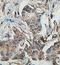 TIGD5 antibody, orb77614, Biorbyt, Immunohistochemistry paraffin image 