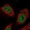 Fem-1 Homolog C antibody, NBP2-57473, Novus Biologicals, Immunofluorescence image 