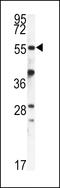 FKBP Prolyl Isomerase 1B antibody, MBS9210272, MyBioSource, Western Blot image 