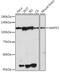 Mitogen-activated protein kinase 7 antibody, GTX55608, GeneTex, Western Blot image 