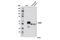 Early Growth Response 3 antibody, 2559S, Cell Signaling Technology, Western Blot image 