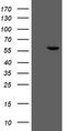 Formimidoyltransferase Cyclodeaminase antibody, CF504981, Origene, Western Blot image 