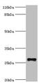 Tetraspanin 6 antibody, CSB-PA025164LA01HU, Cusabio, Western Blot image 