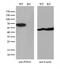 Protein Disulfide Isomerase Family A Member 4 antibody, M07267, Boster Biological Technology, Western Blot image 