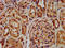 Ring Finger Protein 7 antibody, LS-C317993, Lifespan Biosciences, Immunohistochemistry paraffin image 