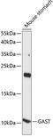 Gastrin antibody, GTX57235, GeneTex, Western Blot image 