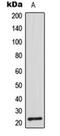 CDC42 Effector Protein 2 antibody, orb224070, Biorbyt, Western Blot image 