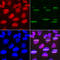 DNA Polymerase Delta 1, Catalytic Subunit antibody, 19-587, ProSci, Immunofluorescence image 