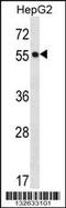 Protein O-Fucosyltransferase 2 antibody, 56-696, ProSci, Western Blot image 