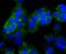 N-Myc Downstream Regulated 1 antibody, A01327-2, Boster Biological Technology, Immunocytochemistry image 