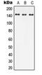 C-Jun-amino-terminal kinase-interacting protein 4 antibody, LS-C353792, Lifespan Biosciences, Western Blot image 