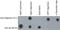 Insulin antibody, AHB0052, Invitrogen Antibodies, Western Blot image 