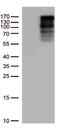 Larp antibody, TA813304, Origene, Western Blot image 