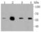 c-Myc antibody, A00026S62-1, Boster Biological Technology, Western Blot image 