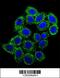 Endothelin-1 antibody, 55-817, ProSci, Immunofluorescence image 