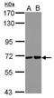 Ubiquitin Associated And SH3 Domain Containing B antibody, PA5-31937, Invitrogen Antibodies, Western Blot image 