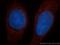 Guanylate Binding Protein 5 antibody, 13220-1-AP, Proteintech Group, Immunofluorescence image 
