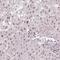 Ring Finger Protein 181 antibody, PA5-64005, Invitrogen Antibodies, Immunohistochemistry frozen image 