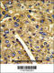 Aminomethyltransferase antibody, 62-439, ProSci, Immunohistochemistry paraffin image 