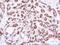 Cell Division Cycle 25C antibody, PA5-27790, Invitrogen Antibodies, Immunohistochemistry frozen image 