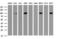 Cadherin 1 antibody, LS-C175434, Lifespan Biosciences, Western Blot image 