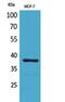 Thrombopoietin antibody, A03222, Boster Biological Technology, Western Blot image 