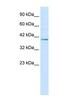 Nucleobindin 2 antibody, NBP1-57951, Novus Biologicals, Western Blot image 