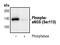 Nitric Oxide Synthase 3 antibody, PA5-17548, Invitrogen Antibodies, Western Blot image 