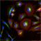 Tubulin antibody, MA5-16308-D488, Invitrogen Antibodies, Immunofluorescence image 