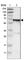 PDZ And LIM Domain 5 antibody, HPA020026, Atlas Antibodies, Western Blot image 