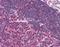 Unc-13 Homolog D antibody, orb87574, Biorbyt, Immunohistochemistry paraffin image 