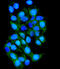 TTK Protein Kinase antibody, A01132-1, Boster Biological Technology, Immunofluorescence image 